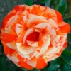 2908224274_w640_h640_roza-orange-intuition.webp Троянда Оранж Інтуишн (Orange Intuition)