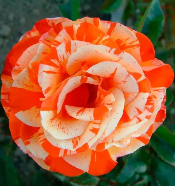 2908224274_w640_h640_roza-orange-intuition.webp Троянда Оранж Інтуишн (Orange Intuition)