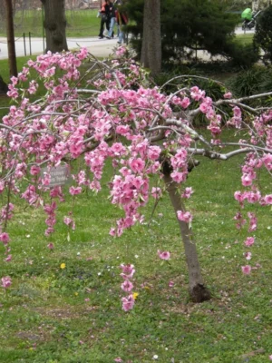 Плакуча слива на штамбі