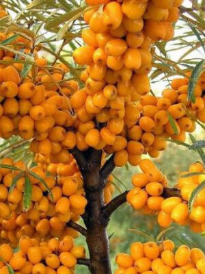 Обліпиха "Медова"