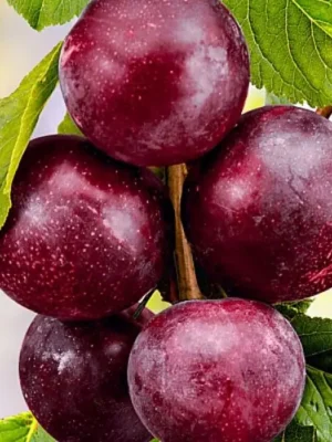 3197723636_w600_h600_3197723636.webp Гібрид "Світ Тріат" (схрещені; слива-алича-черешня)