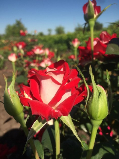 Троянда Альянс (Alliance)