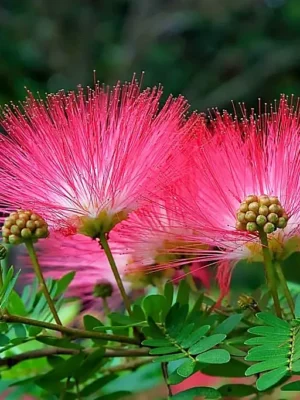 Акація ленкоранська "Альбіція"