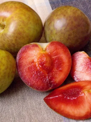 3265853149_sazhentsy-gibrida-slivy-abrikosa.webp Гібрид "Плумкот"(схрещені:слива-абрикоса)