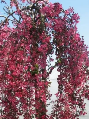 3268946637_w700_h500_yablonya-plakuchaya-royal.webp Яблуня "Червонолистна Плакуча" на штамбі