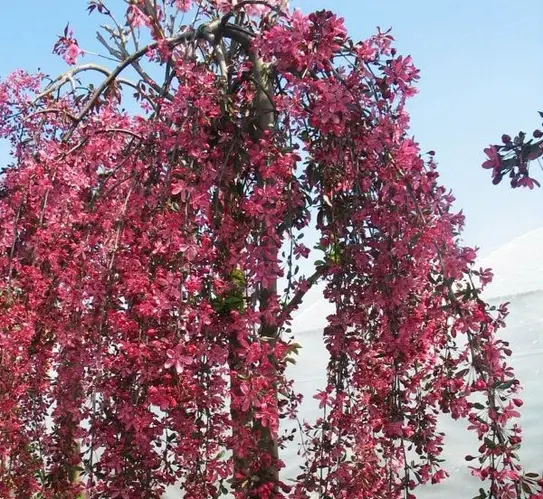 Яблуня "Червонолистна Плакуча" на штамбі