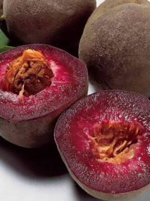 342baf72-c284-11ea-af9f-9f4d08b8be87-1.jpg Гібрид "Мейор"(схрещений: слива-вишня)