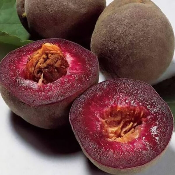 342baf72-c284-11ea-af9f-9f4d08b8be87-1.jpg Гібрид "Мейор"(схрещений: слива-вишня)