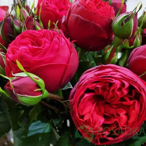 3488397423_troyandi-chajno-gibridna-piano.webp Троянда Піано