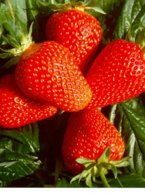 3527698790_w640_h640_klubnika-madlen-5sht.webp Полуниця "Мадлен" ранній сорт 10 шт 160грн