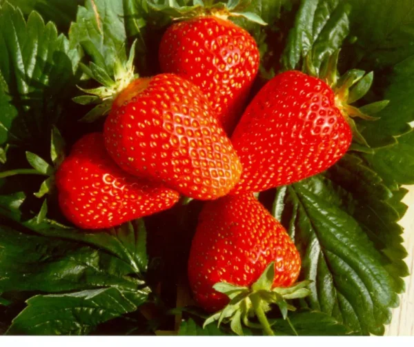 Полуниця "Мадлен" ранній сорт 10 шт 160грн