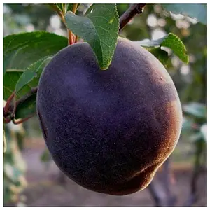 Абрикос "Мелітопольський чорний", саджанці дворічні