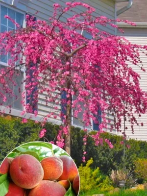Персик плакучий на штамбі "Сан Хрест"