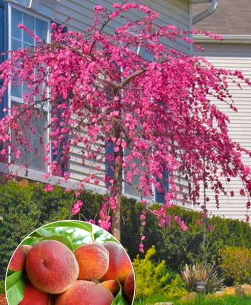 Персик плакучий на штамбі "Сан Хрест"