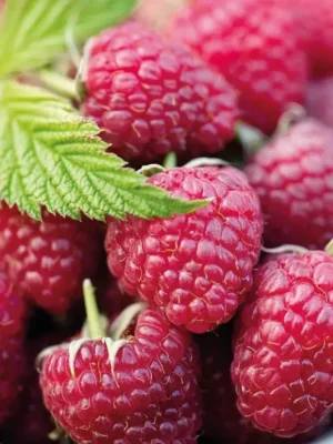 3908580894_w640_h640_sazhentsy-kusty-remontantnoj.webp Малинове дерево "Арбат"