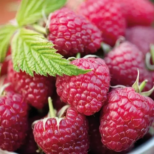 Малинове дерево "Арбат"