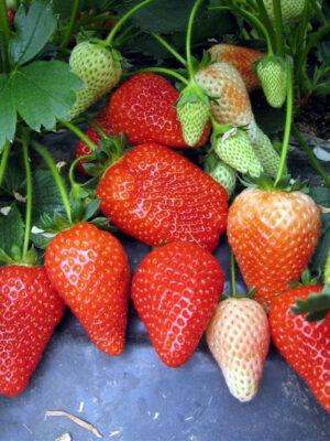 3_ntlbkzx.jpg Полуниця "Альба" (дуже сорт ранній) 10 шт 150грн