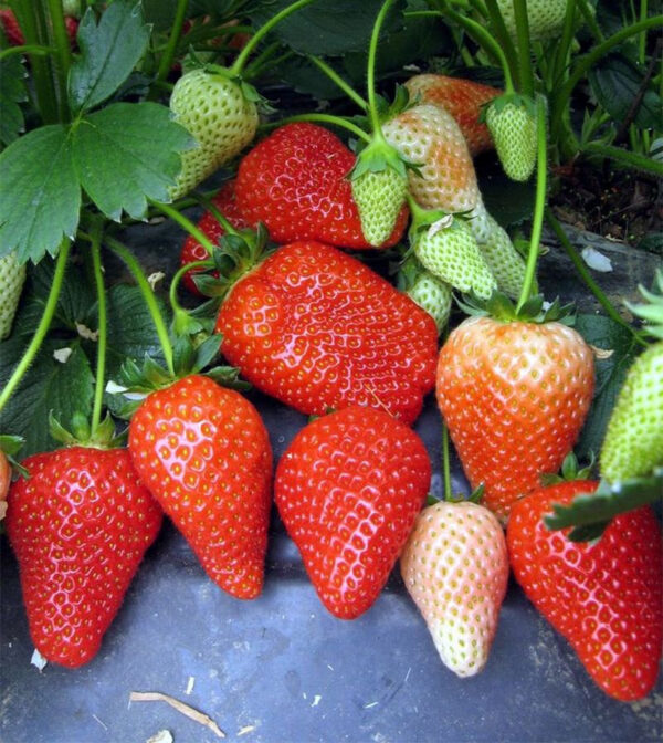 Полуниця "Альба" (дуже сорт ранній) 10 шт 150грн