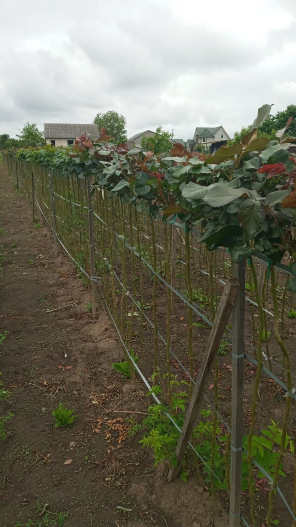 Троянда на штамбі "Чері Бренді"