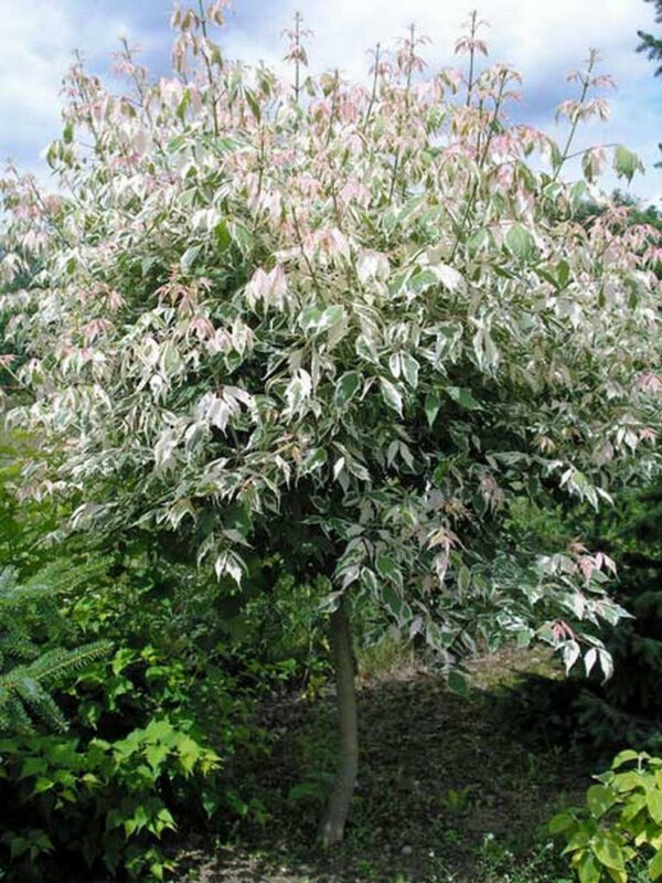 Клен Фламінго на штамбі