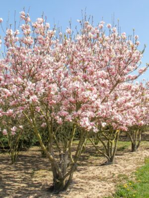 50.-magnolia-h-soulangeana Магнолія "Суланжа" Рожева 3-річна