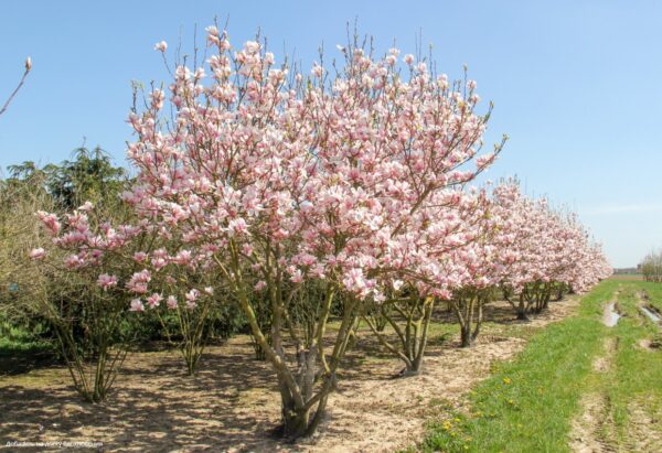 Магнолія "Суланжа" Рожева 3-річна