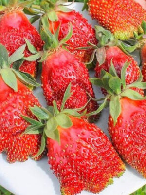 500-na-500-1-2.jpg Полуниця"Купчиха"(сорт середньораній ) 10 шт 150грн