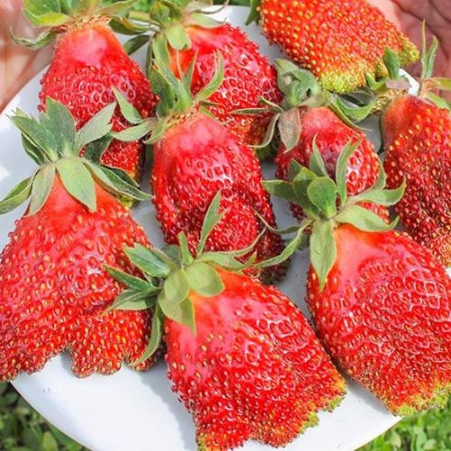 Полуниця"Купчиха"(сорт середньораній ) 10 шт 150грн