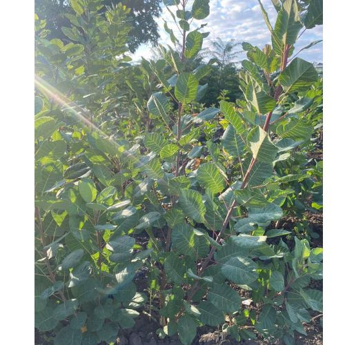 Скумпія Роял Перпл