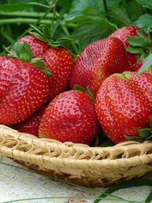 53792369407084.jpg Полуниця "Королева Єлізавета" (ремонтантний сорт) 10 шт 150грн