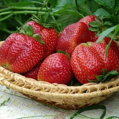 Полуниця "Королева Єлізавета" (ремонтантний сорт)  10 шт 150грн