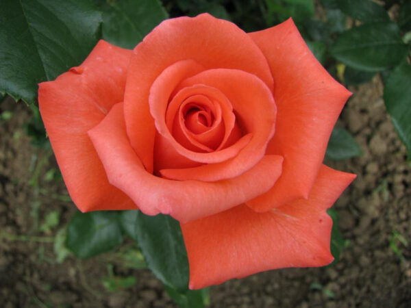 53d415d63f7d7c86ef7b82066b79738a.jpg Троянда Леді Роуз (LADY ROSE)