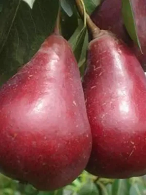 5499057798_w640_h640_5499057798 Груша червоном'якотна Весільна (сорт ранній)