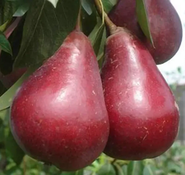 Груша червоном'якотна Весільна (сорт ранній)