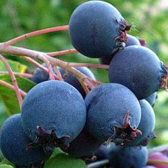 5556645768.jpg Ірга Нортлайн