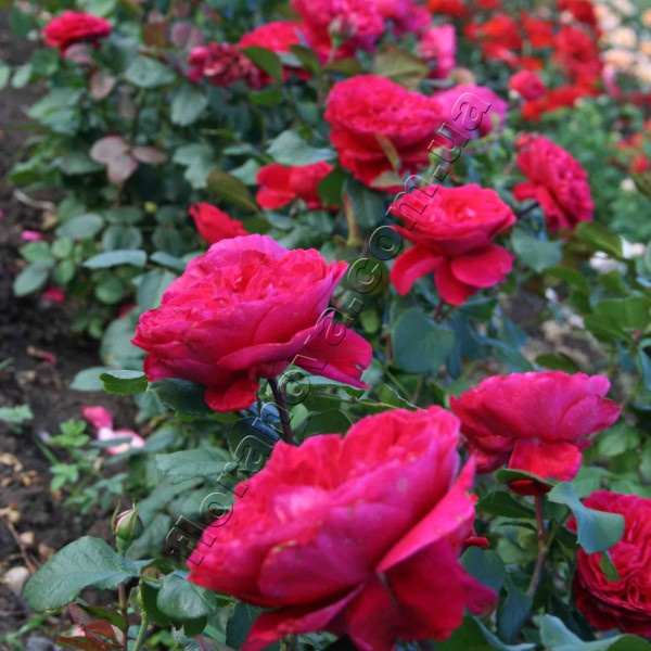 Троянда Алан Сушон