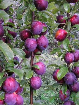 Cлива Блю Світ колона, середній термін дозрівання