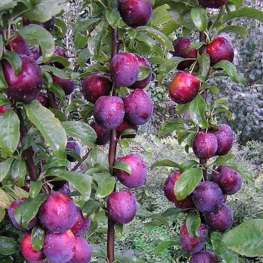 Cлива Блю Світ колона, середній термін дозрівання