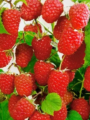 5900432cfc2862954523e06826be0f35-670x570-1.webp Малинове дерево "Атлант"(ремонтантна)