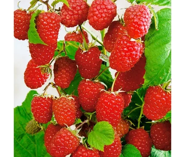 Малинове дерево "Атлант"(ремонтантна)