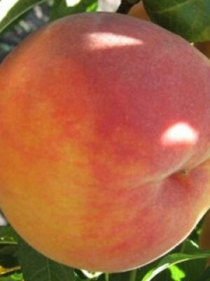 Персик "Спріг Голд", дуже ранній сорт