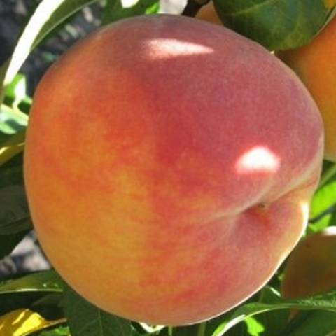 Персик "Спріг Голд", дуже ранній сорт