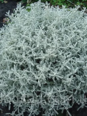 Сантоліна блакитна