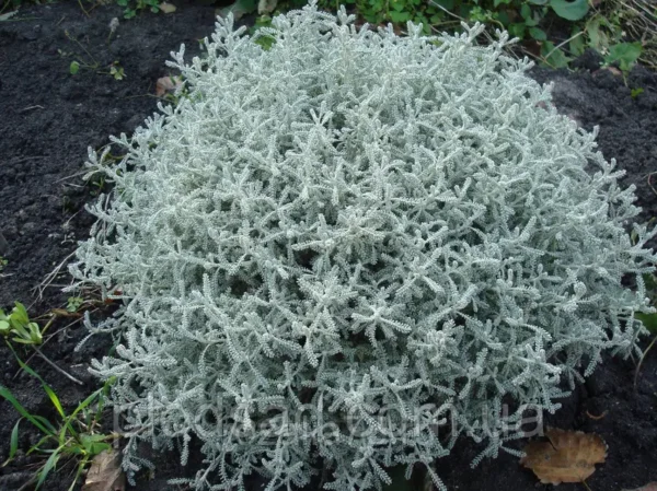 Сантоліна блакитна