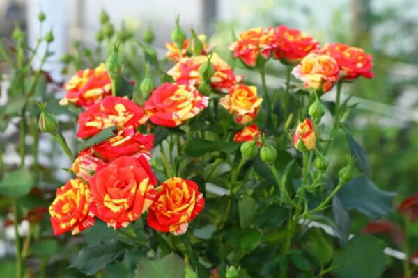 Троянда бордюрна Файєр Флеш