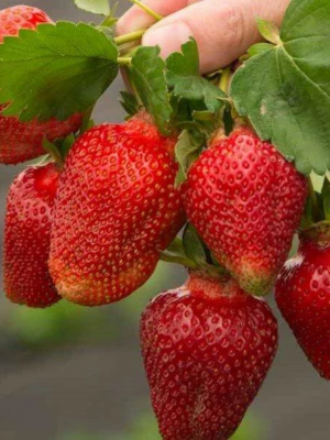 80dbdc_863a56d223f8455b8cabcf75abb416bd_mv2.png Полуниця "Азія" (Середньораній сорт) 10 шт 150грн