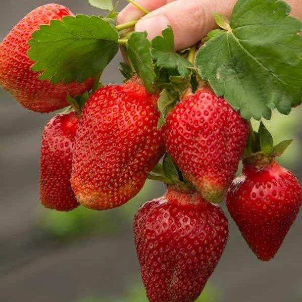 Полуниця "Азія" (Середньораній сорт) 10 шт 150грн