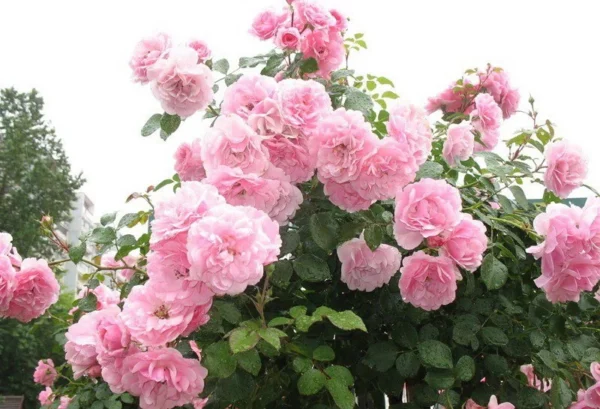 824jk5xx6f6va522k7ugq2rdznjx2kvg.webp Троянда на штамбі Боніка