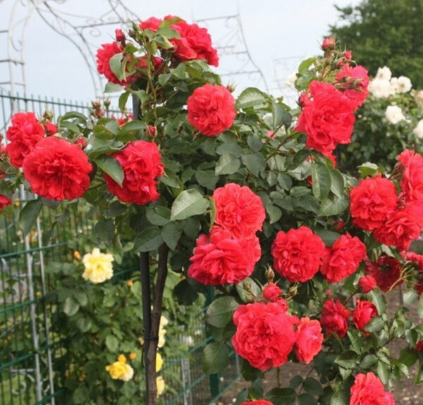 Троянда на штамбі Кордулла