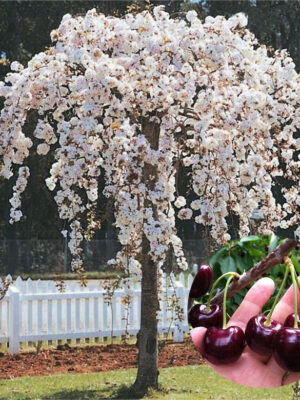 Черешня плакуча на штамбі